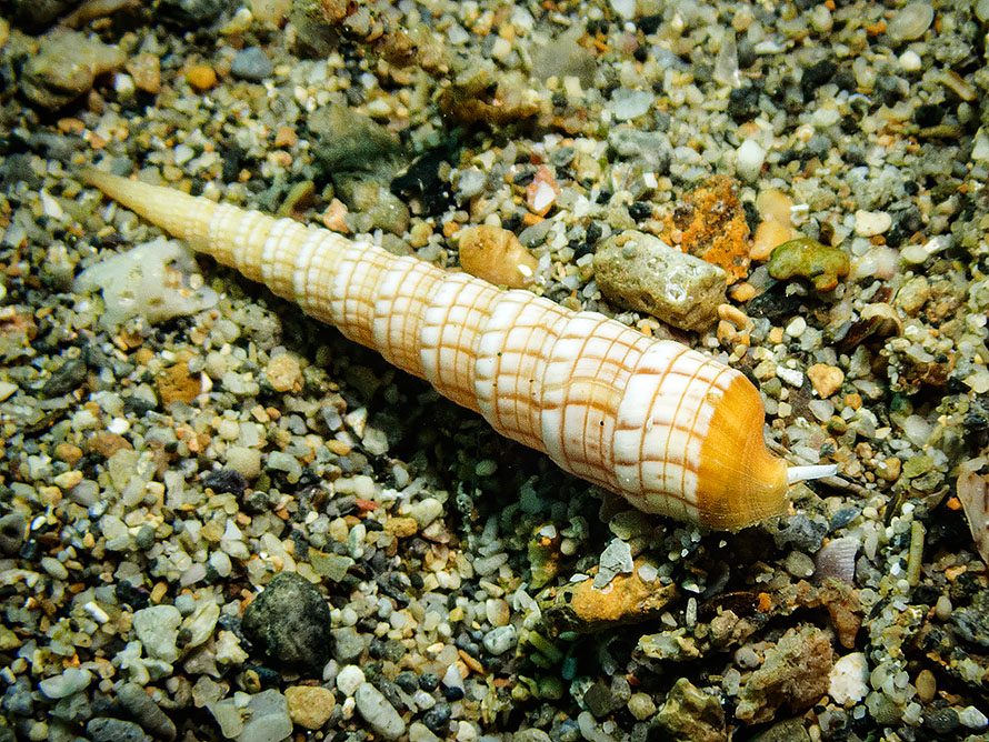 Terebra babylonia